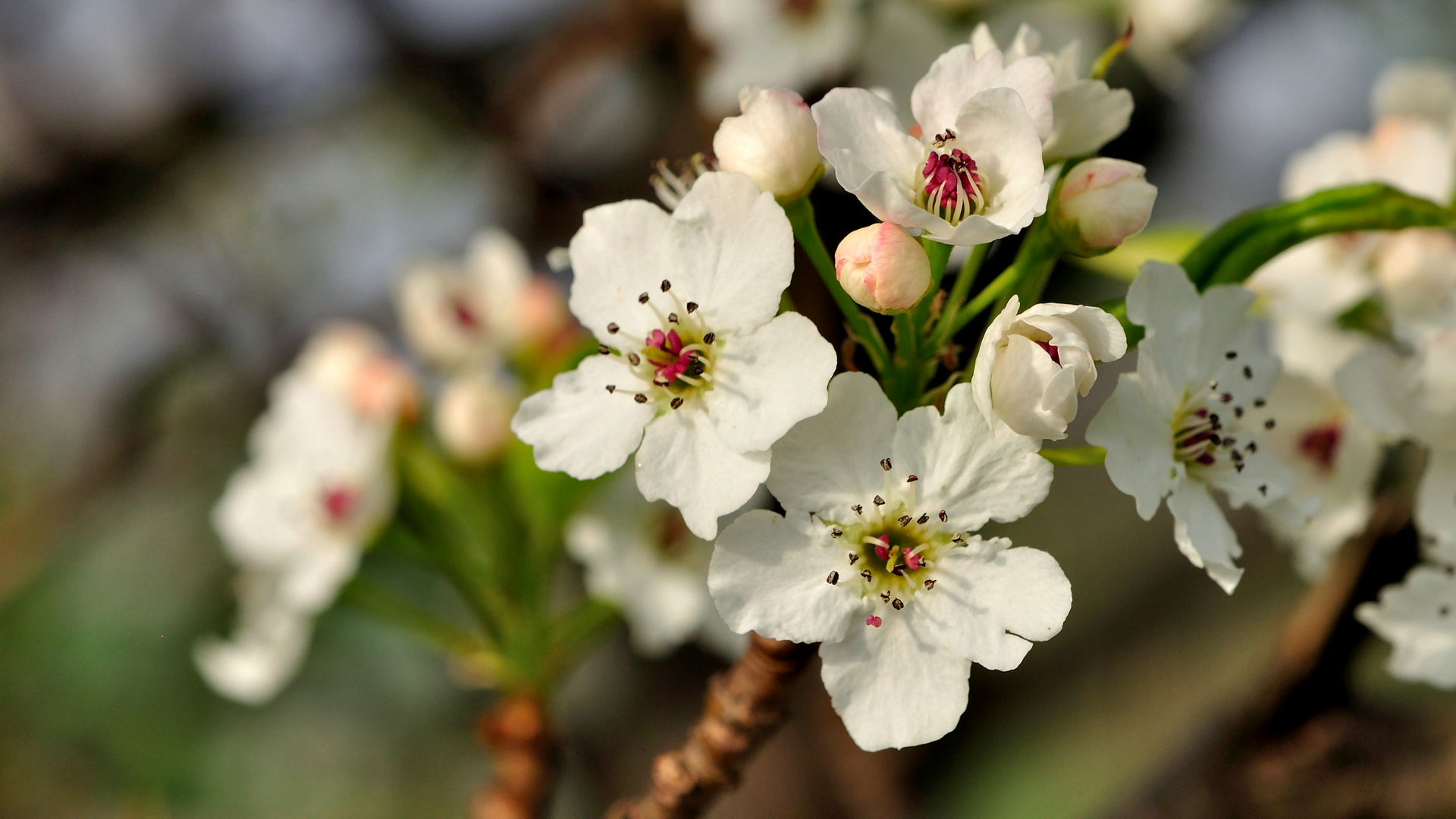 Die ersten Kirschblüten