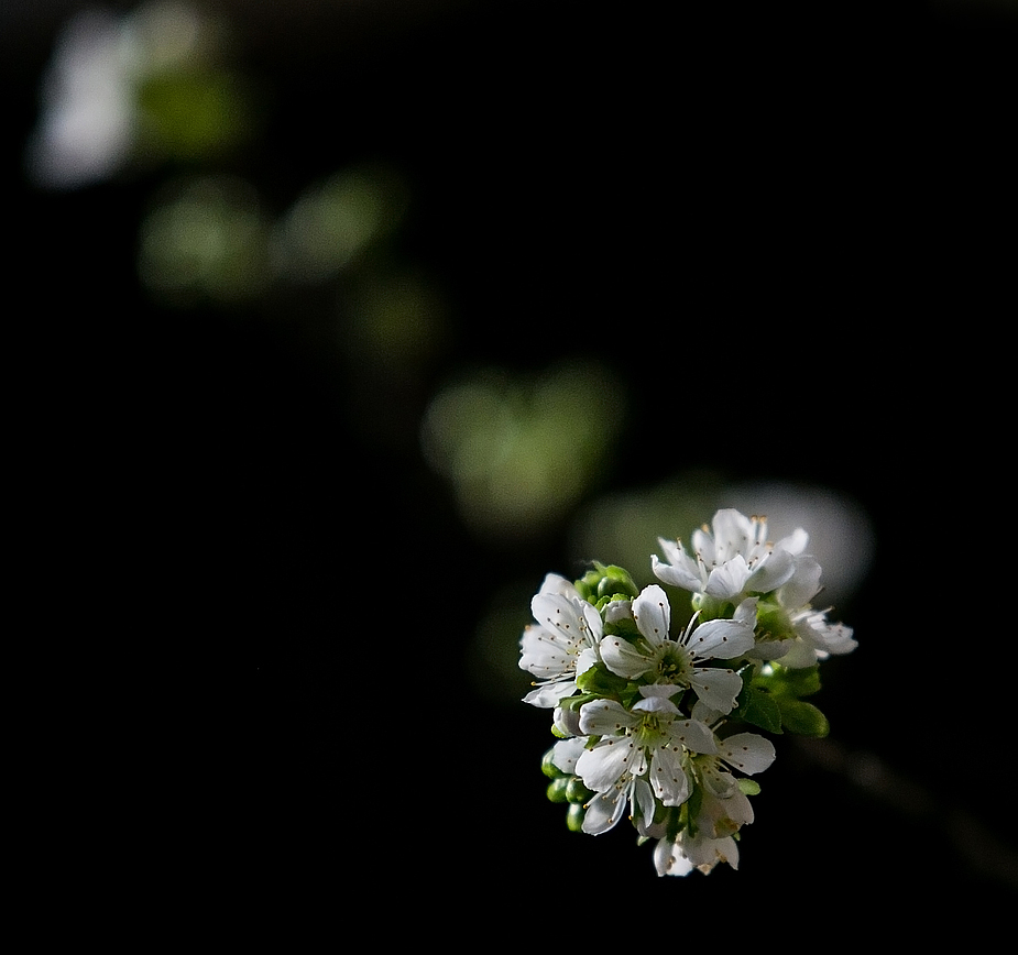 Die ersten Kirschblüten