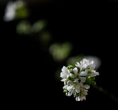 Die ersten Kirschblüten