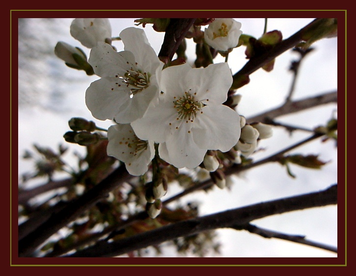 die ersten Kirschblüten ...