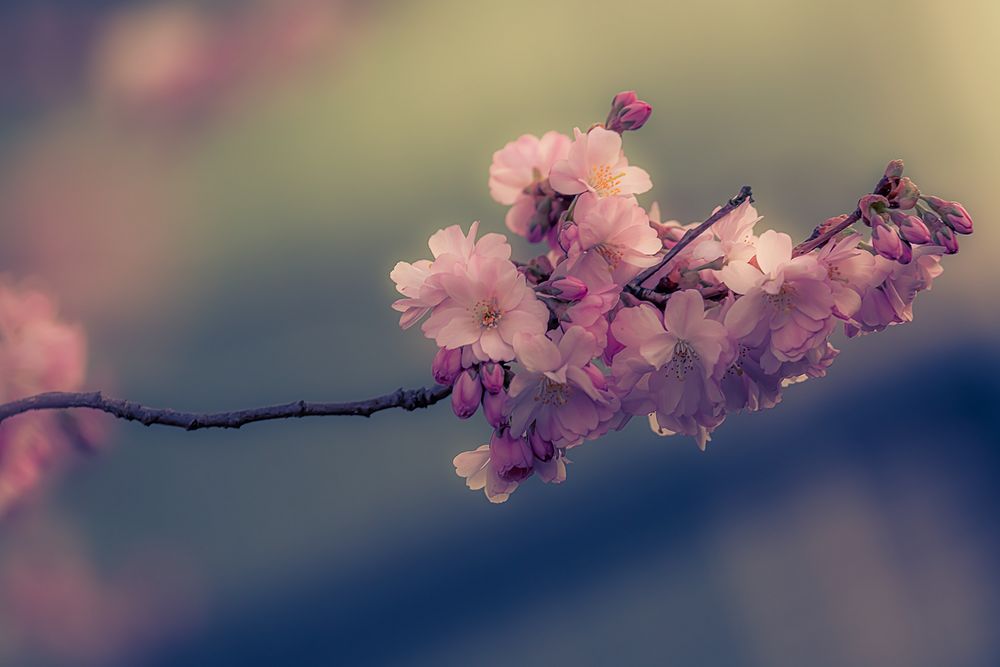 Die ersten Kirschblüten