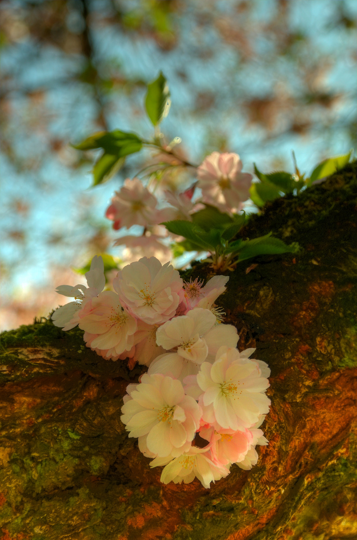 Die ersten Kirschblüten im Schwezinger Schloßgarten