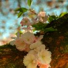 Die ersten Kirschblüten im Schwezinger Schloßgarten