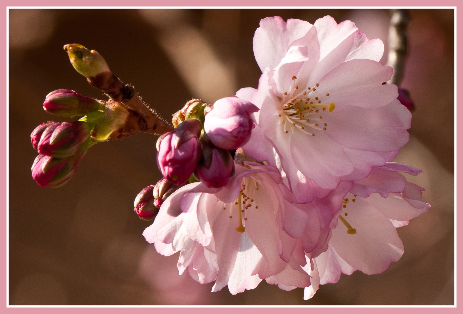 Die ersten Kirschblüten in diesem Frühling