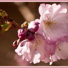 Die ersten Kirschblüten in diesem Frühling