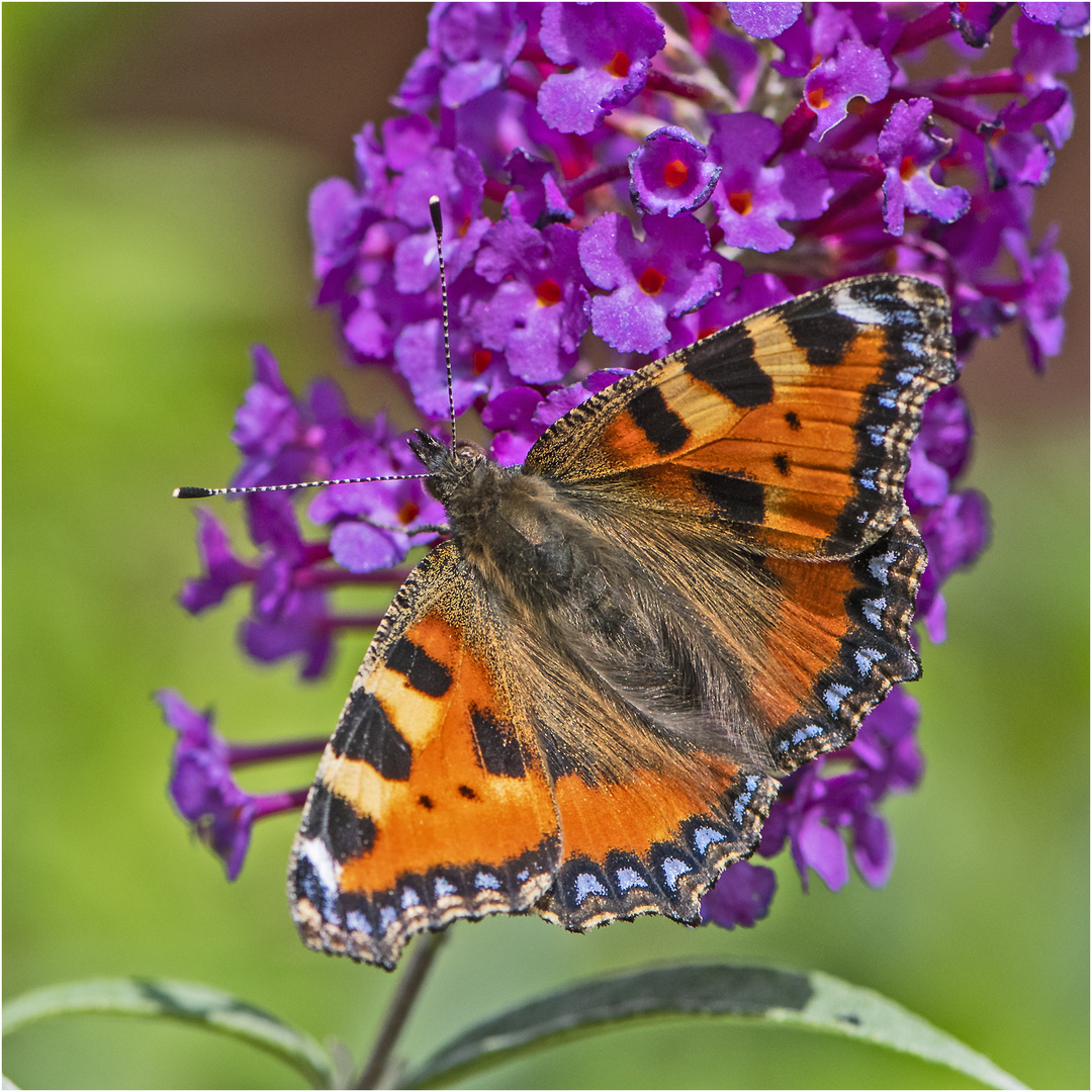 Die ersten Kleinen Füchse  (Aglais urticae, Syn.: Nymphalis urticae) . . .