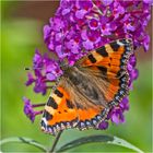 Die ersten Kleinen Füchse  (Aglais urticae, Syn.: Nymphalis urticae) . . .