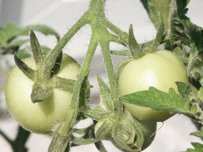 Die ersten kleinen Tomaten auf dem Balkon