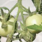 Die ersten kleinen Tomaten auf dem Balkon