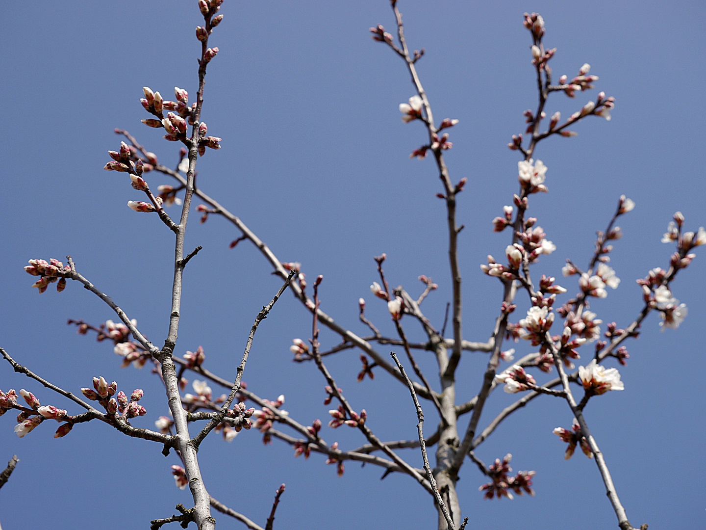 die ersten Knospen