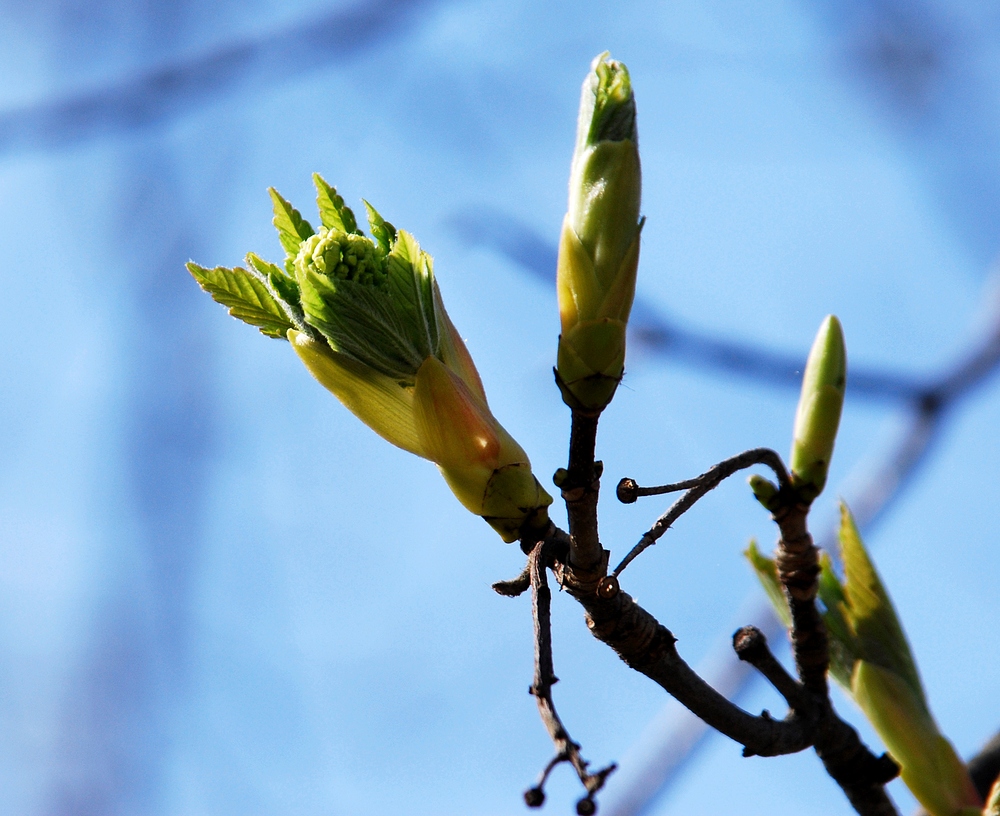 die ersten Knospen