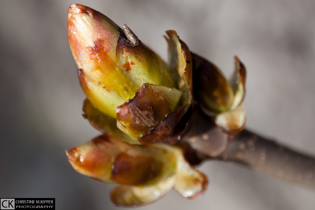 Die ersten Knospen