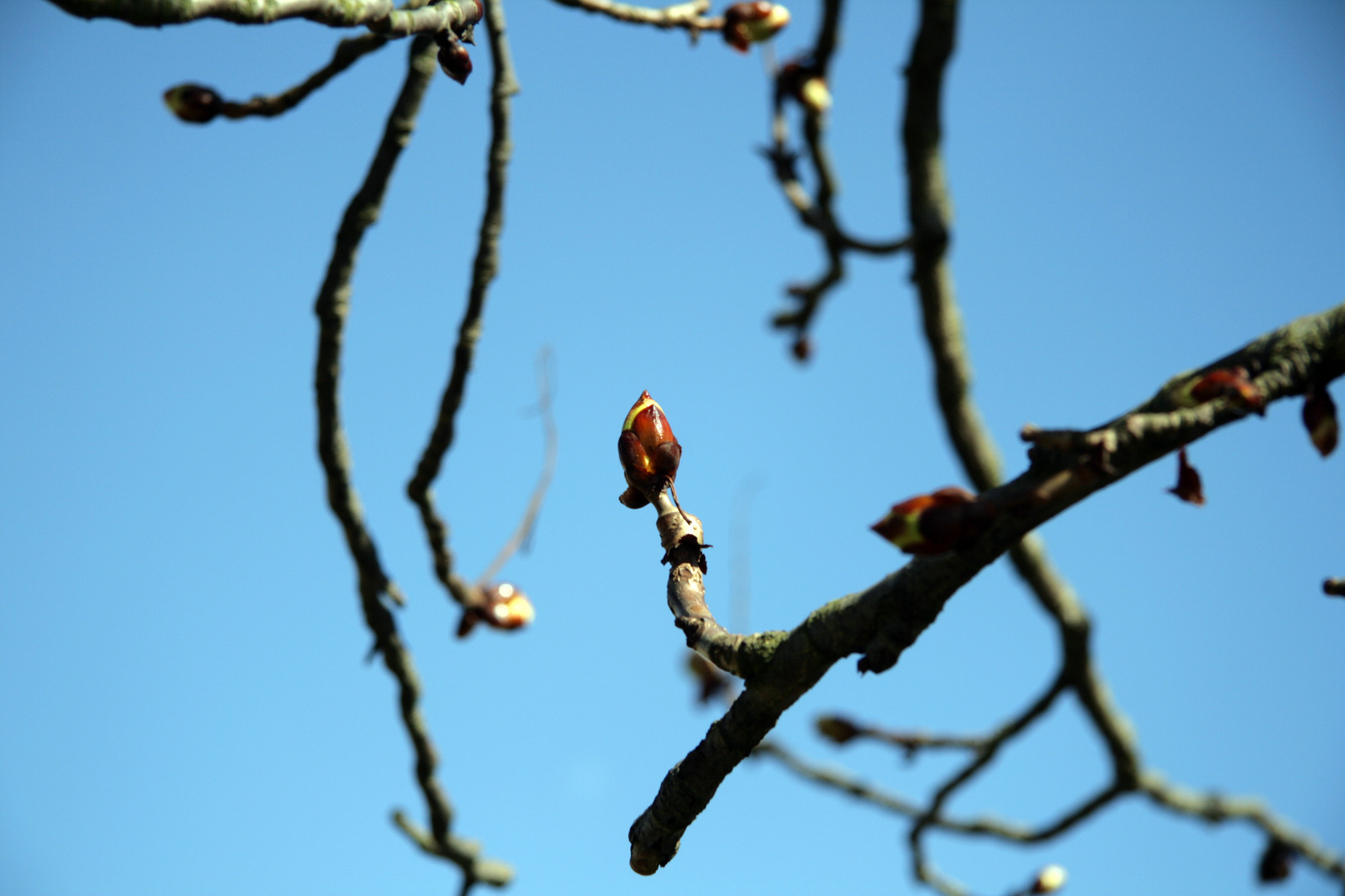 Die ersten Knospen