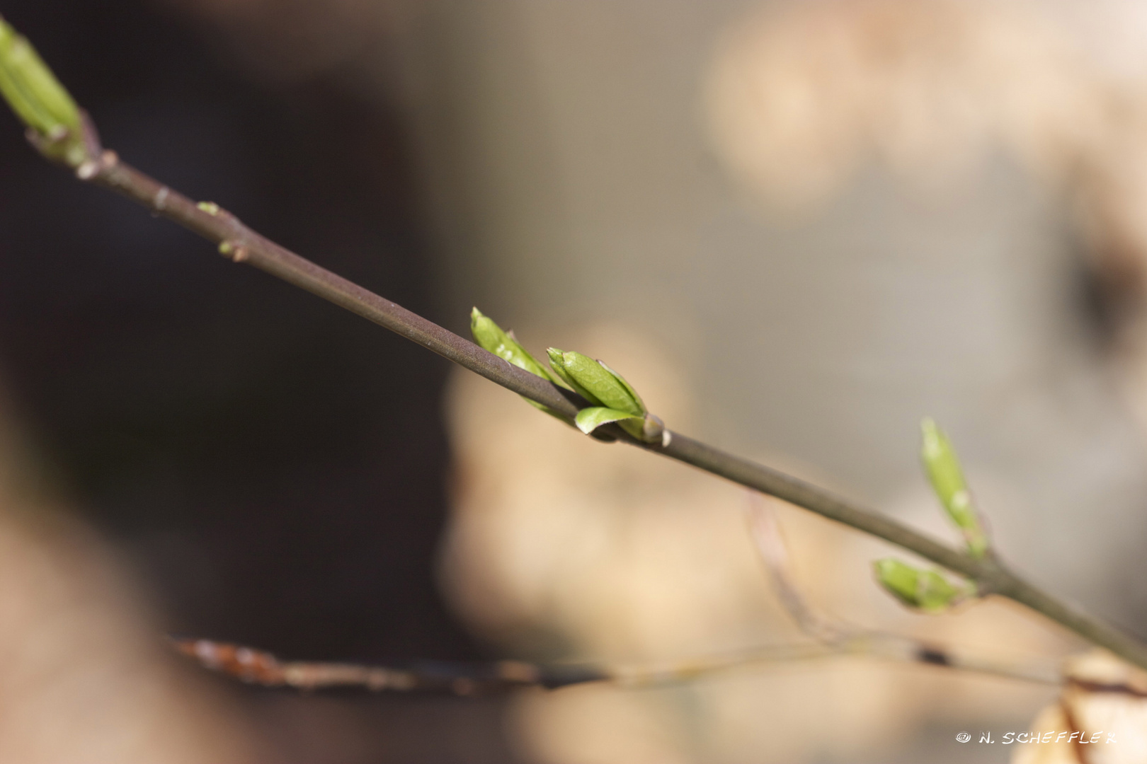 Die ersten Knospen...