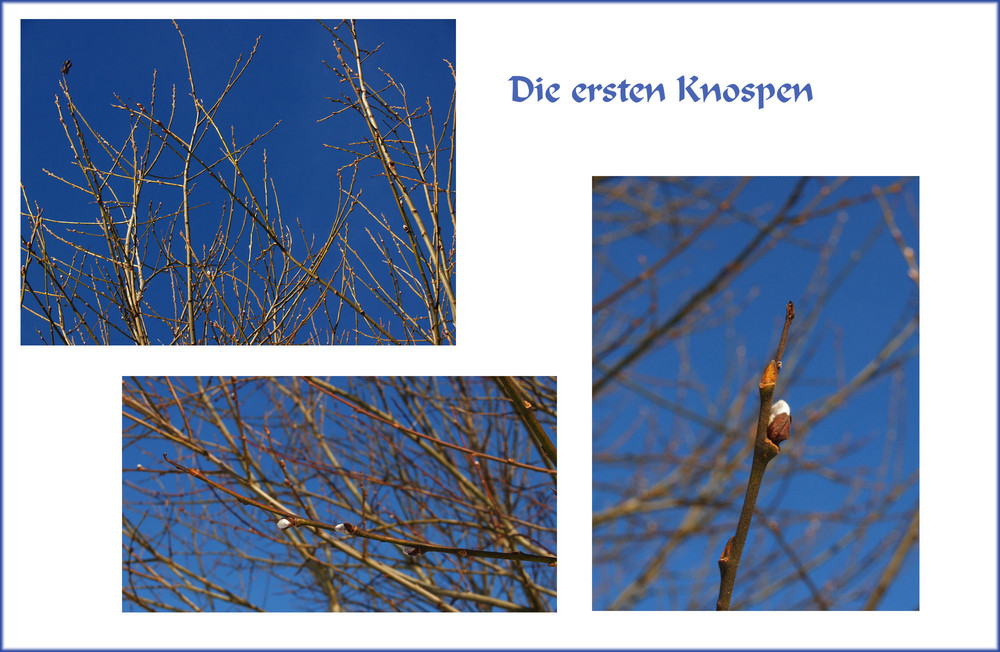 Die ersten Knospen