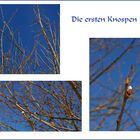 Die ersten Knospen