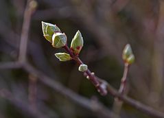 Die ersten Knospen