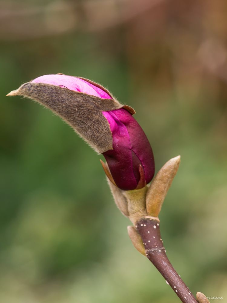 Die ersten Knospen