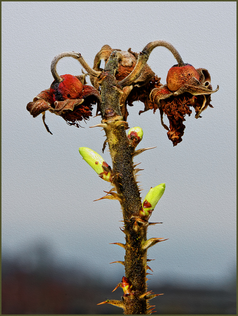 Die ersten Knospen