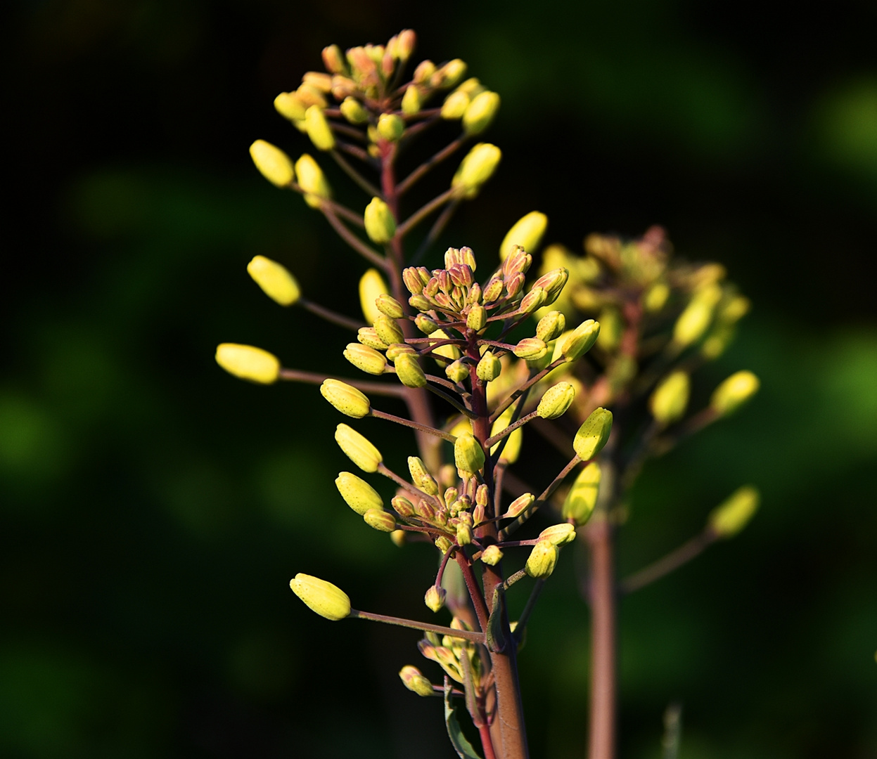 Die ersten Knospen