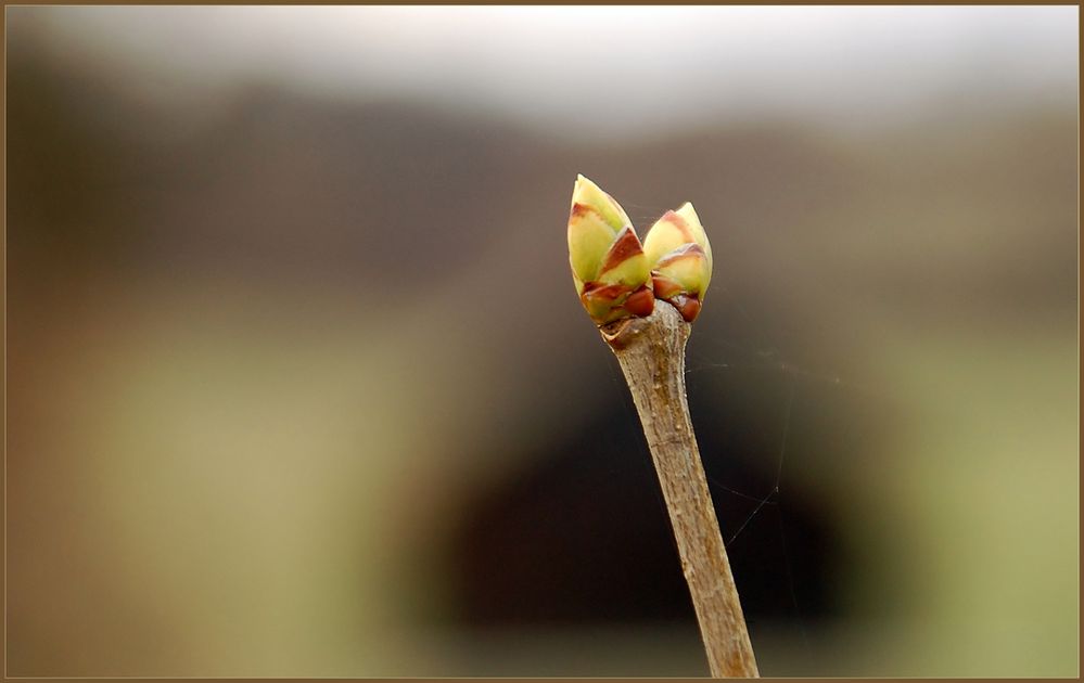 Die ersten Knospen...