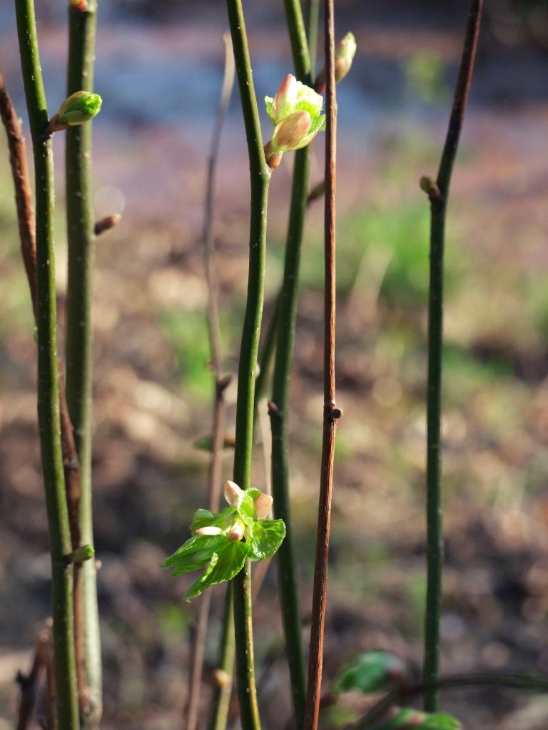 die ersten knospen blühen