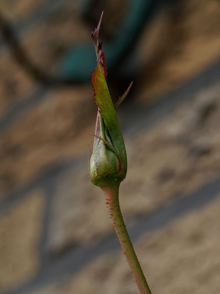 Die ersten Knospen der Kletterrosen an der Hauswand streben in Richtung Sonne.