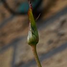 Die ersten Knospen der Kletterrosen an der Hauswand streben in Richtung Sonne.