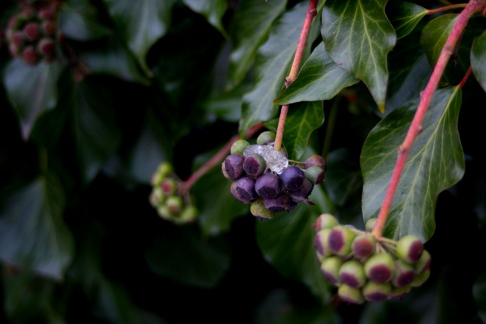 33+ Knospen Des Amberbaumes, Die knospen des apfelbaumes treten