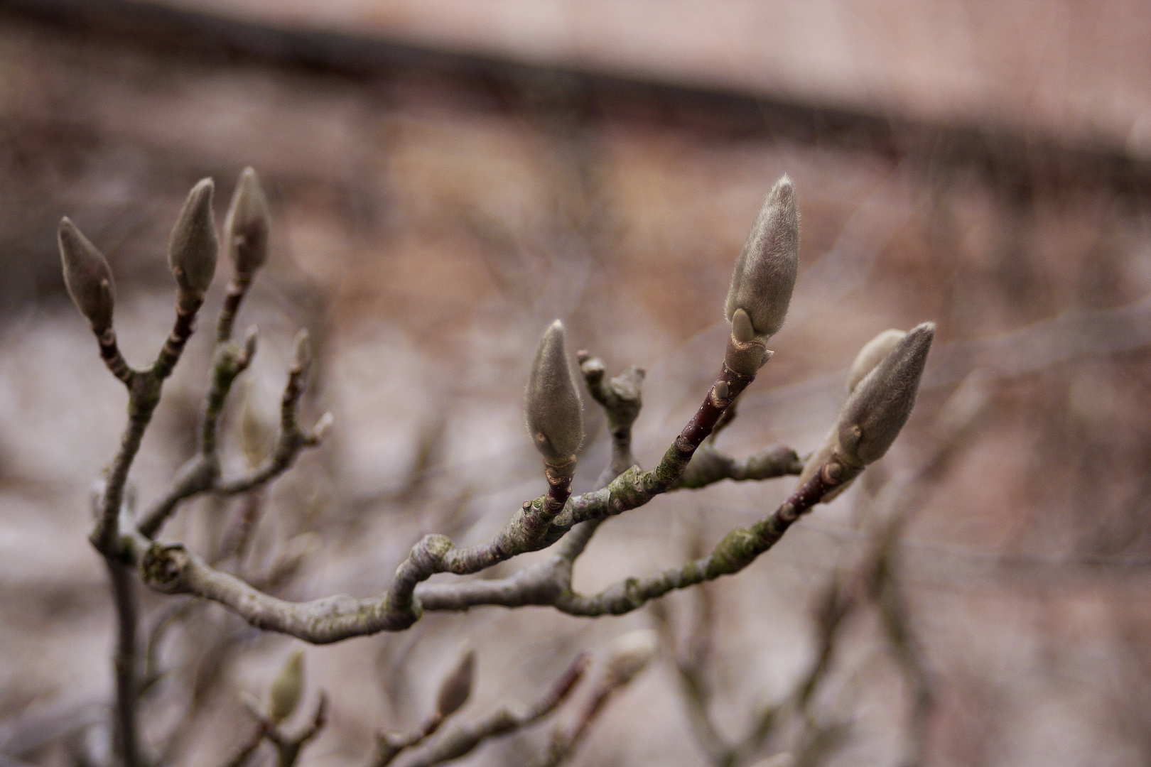 Die ersten Knospen des Jahres 1.3