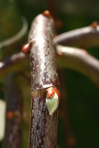 Die ersten Knospen