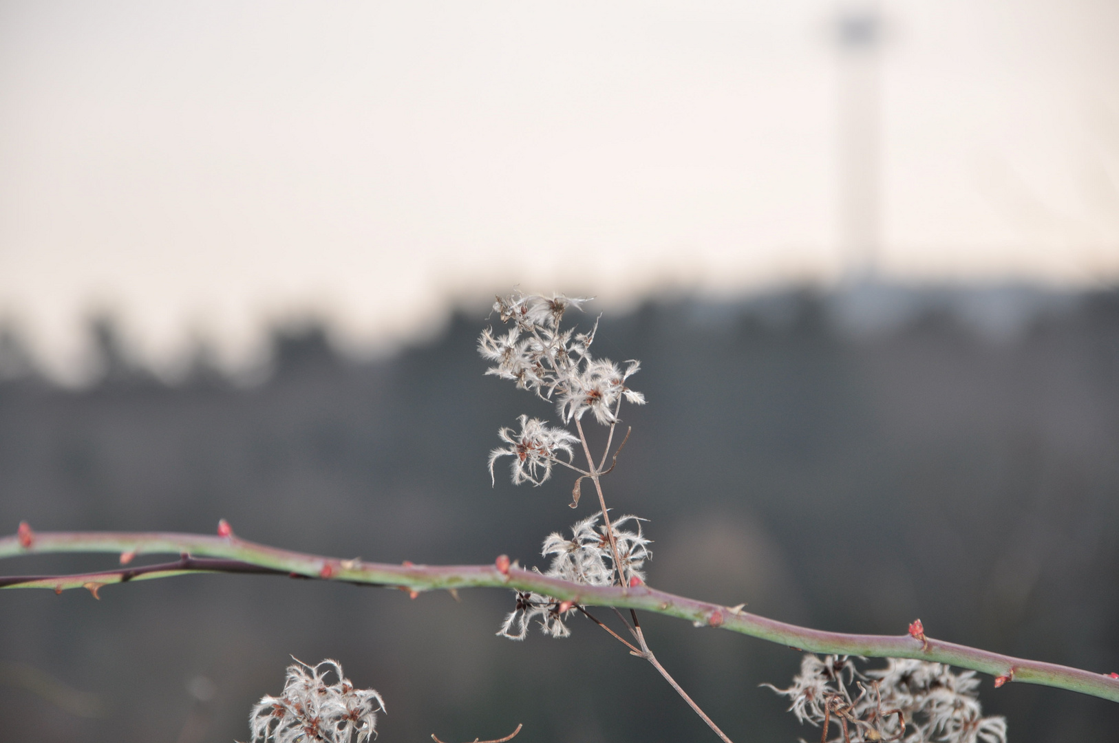 Die ersten Knospen?