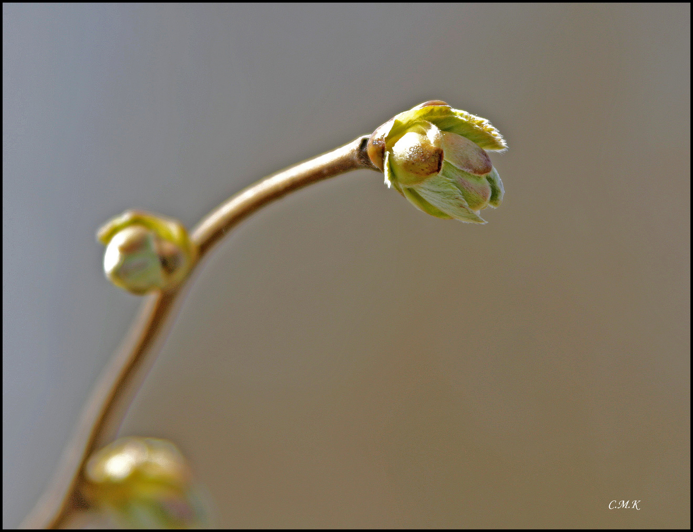 Die Ersten Knospen nach dem Winter