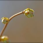 Die Ersten Knospen nach dem Winter