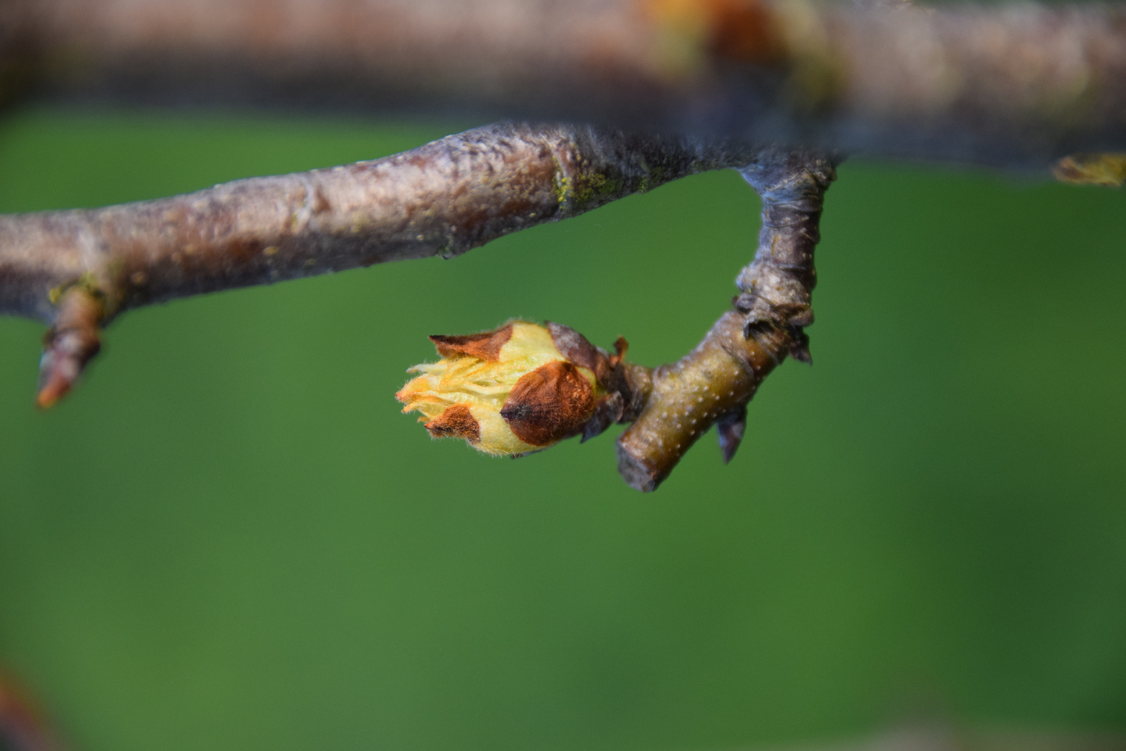 Die ersten Knospen sprießen !!!!!