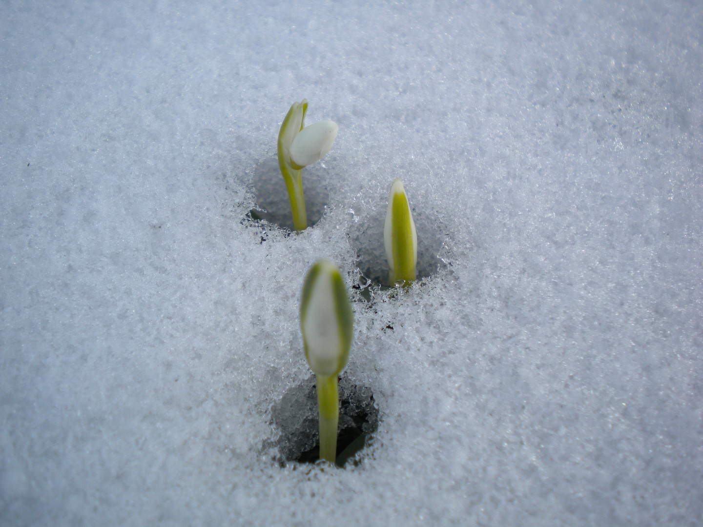 die ersten Knospen sprießen