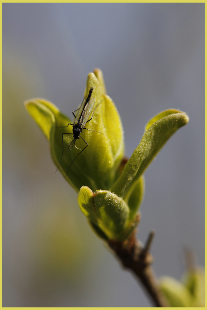 Die ersten Knospen und Insekten...