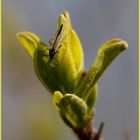 Die ersten Knospen und Insekten...