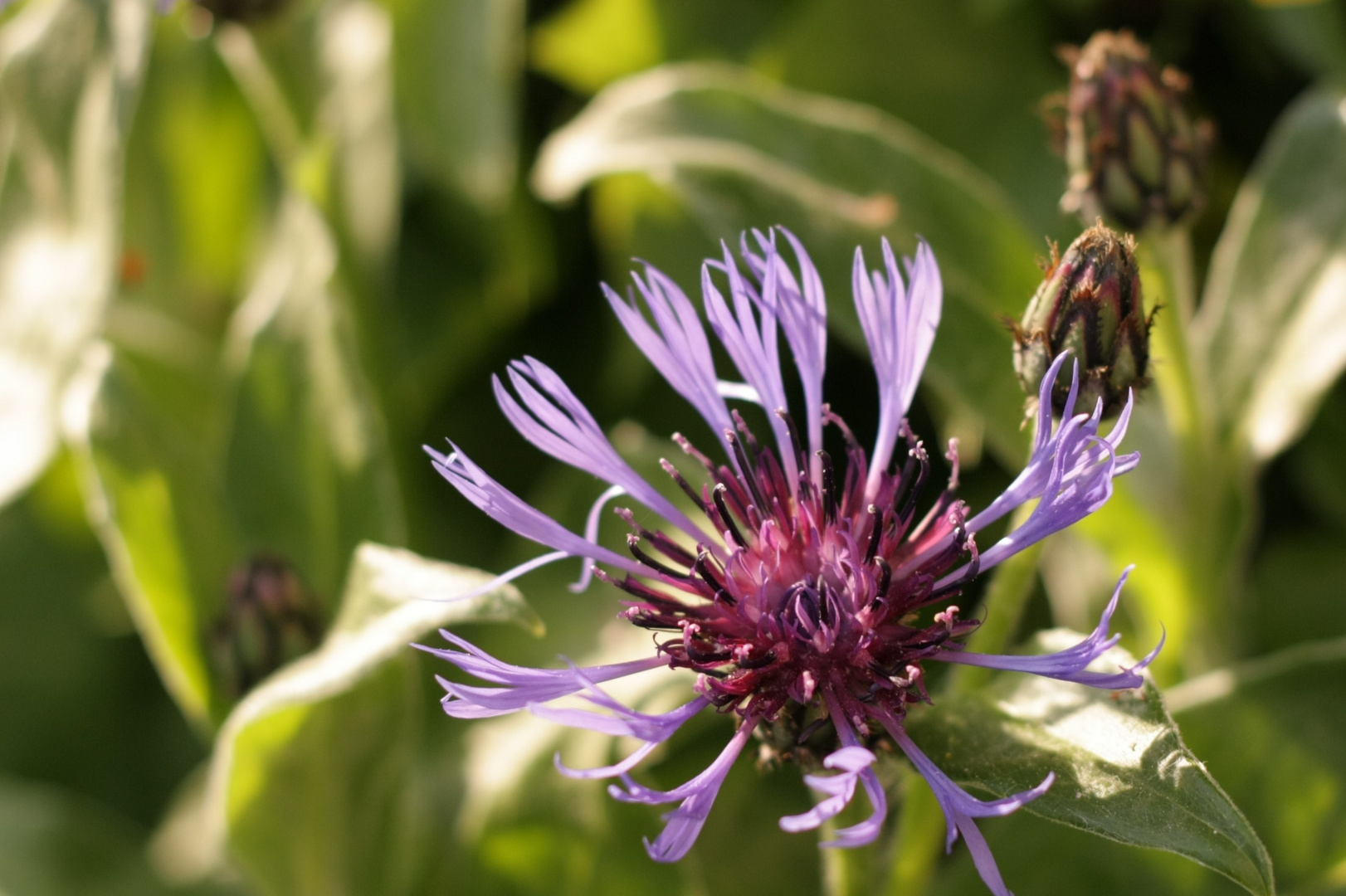 Die ersten Kornblumen