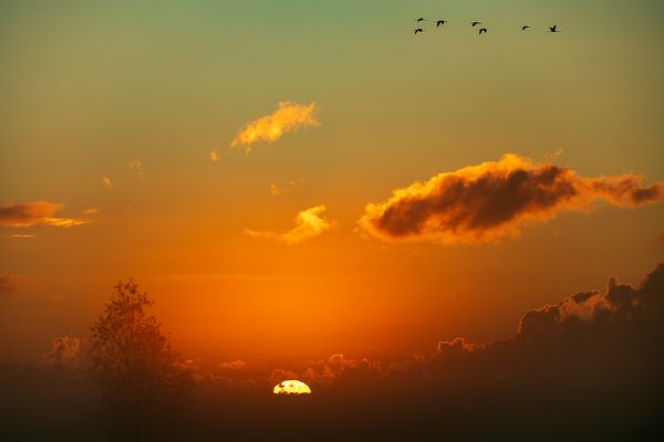 Die ersten Kraniche...
