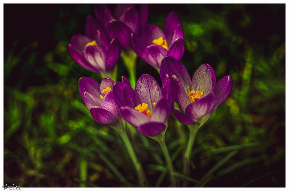 Die ersten Krokus