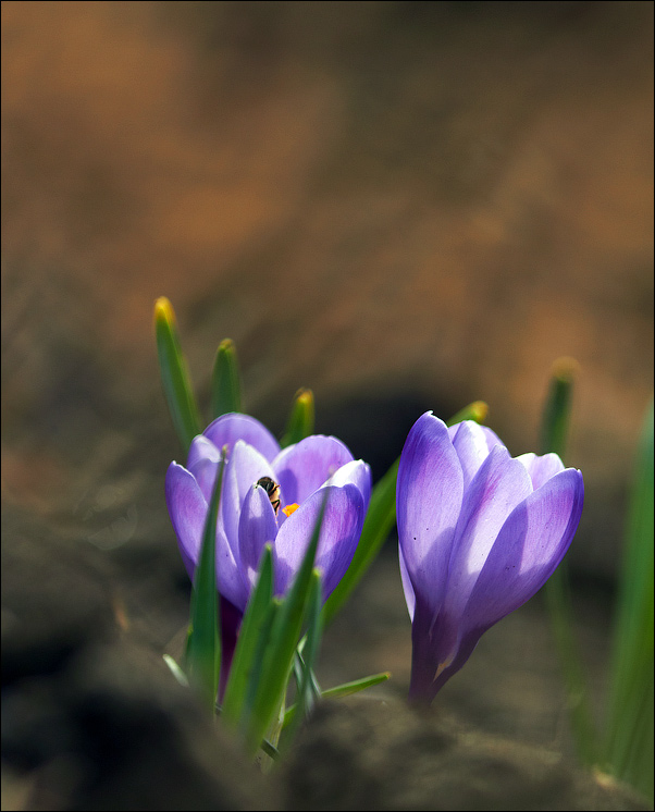 Die ersten Krokus ...