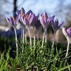 Die ersten Krokusblüten....