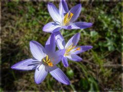 Die ersten Krokussblüten