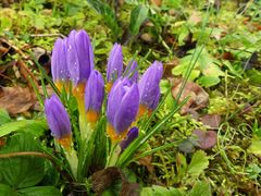Die ersten Krokusse