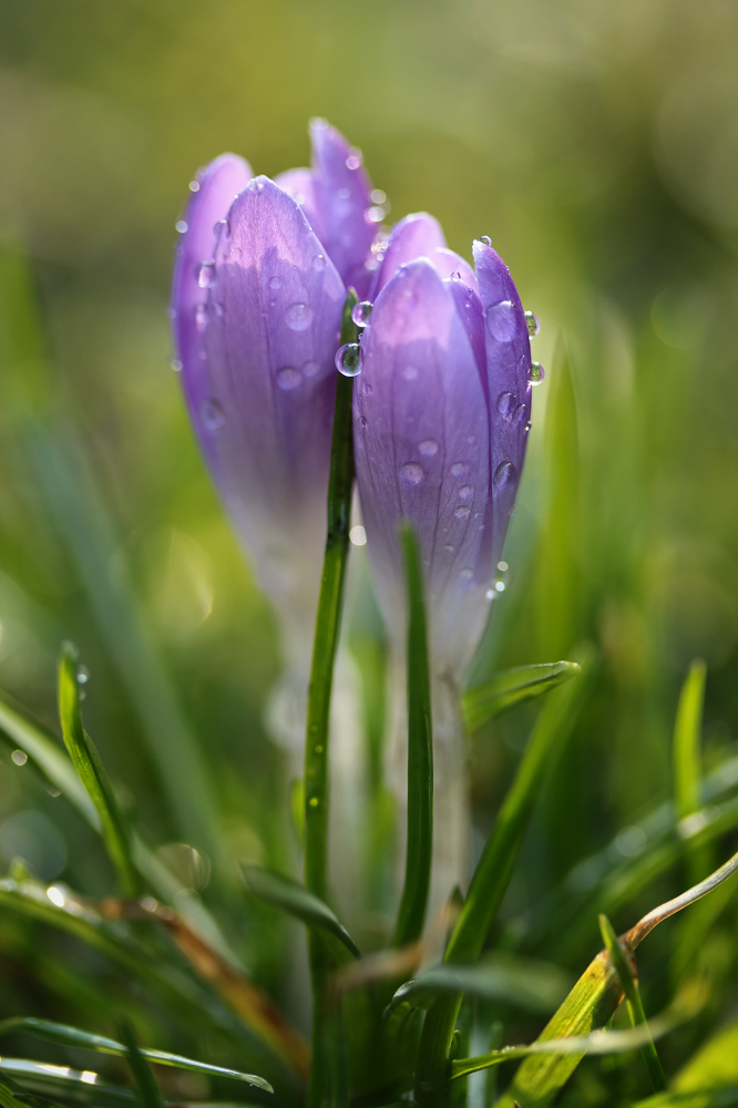 Die ersten Krokusse (1)