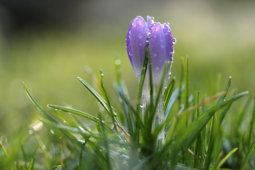 Die ersten Krokusse (2)