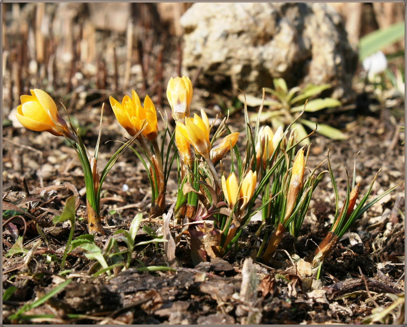 Die ersten Krokusse 2012 sind da!