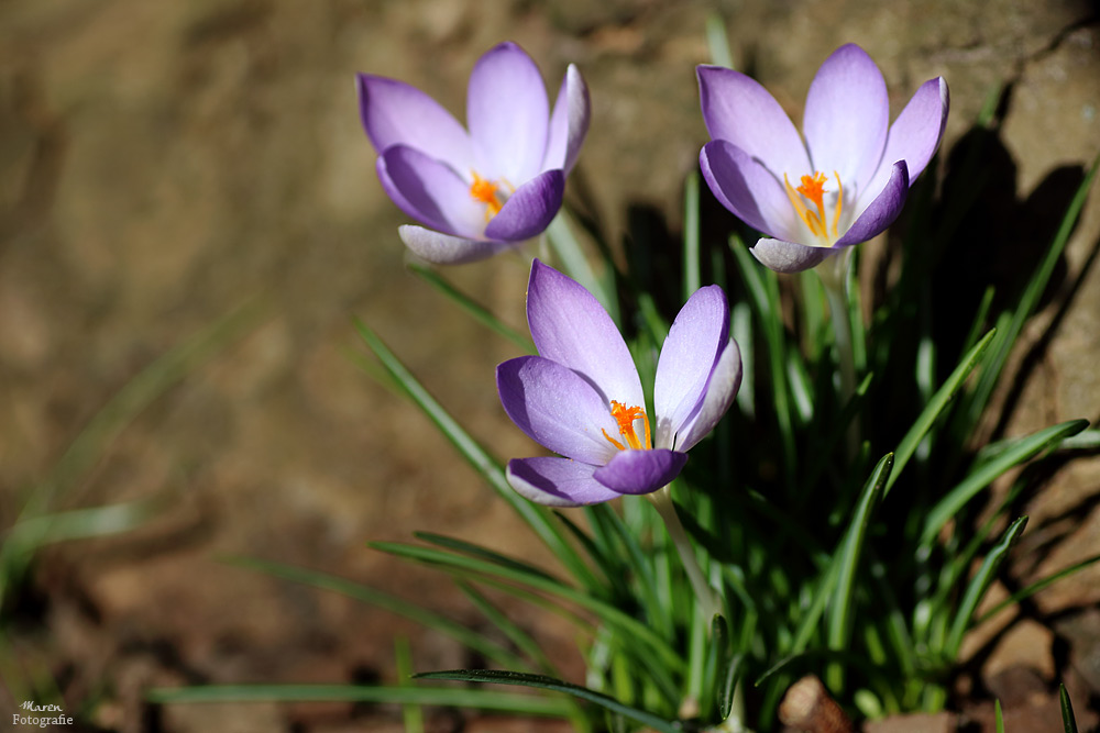 Die ersten Krokusse....