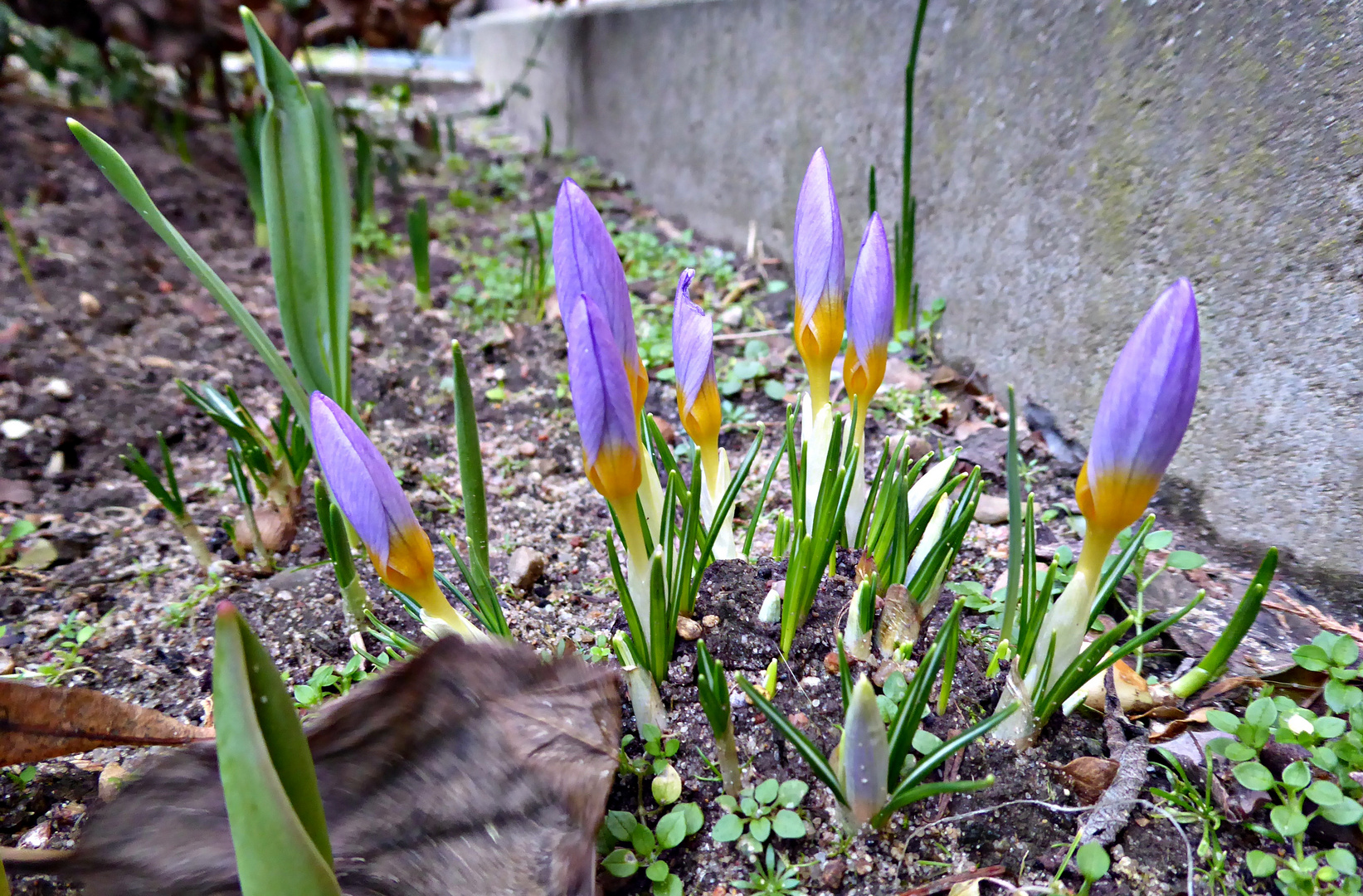 die ersten Krokusse